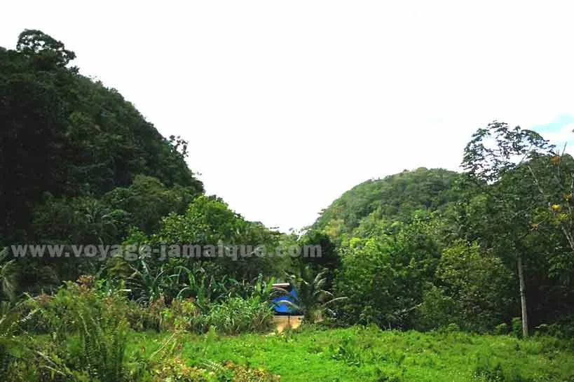 Collines et campagne en Jamaïque