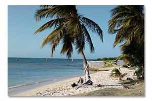 Plage cocotier Jamaïque